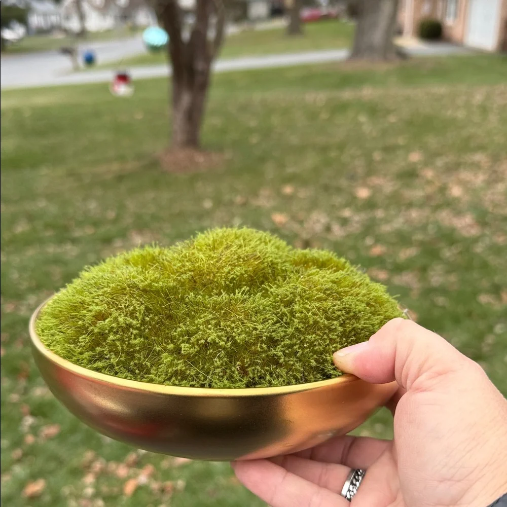 Gold Bowl with Green Moss arrangement - Picture 2 of 2